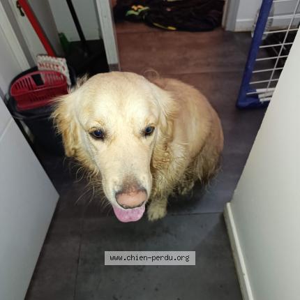 Photo de chien trouvé à Pont Pean