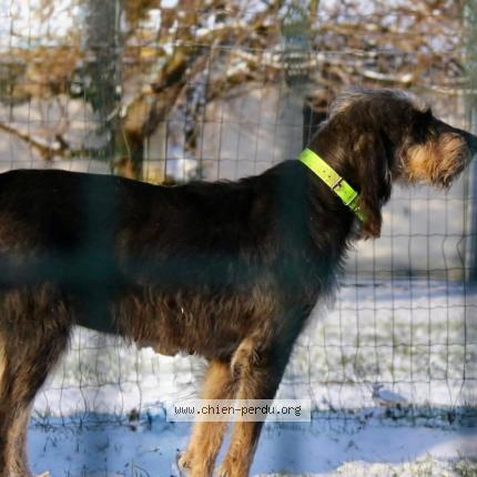 Photo 2/2 Ot&egrave;s Chien perdu à Saint ciers sur gironde