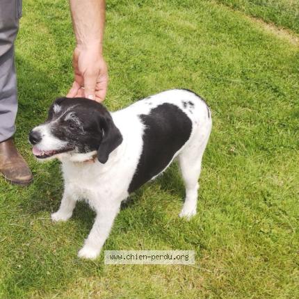 Photo 1/1 Daisy Chien perdu à Combree