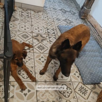 Photo 1/1 Urus Chien perdu à L abergement sainte colombe