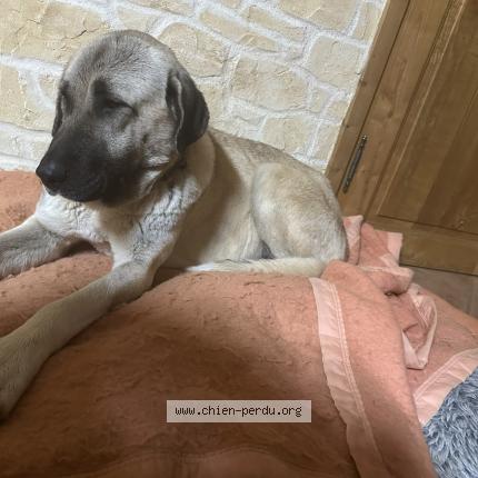 Photo 1/1 Chien retrouvé Trouvé à Saint maximin la sainte baume