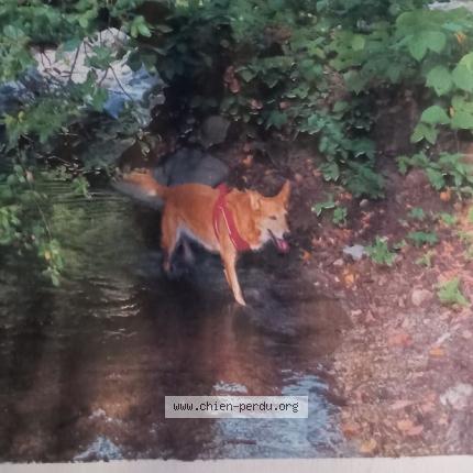 Photo 1/1 Chien retrouvé Perdu à Albine