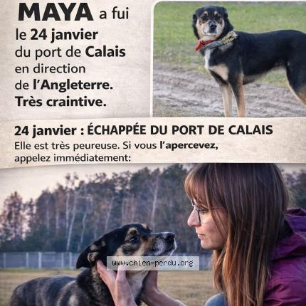 Photo 1/1 maya Chien perdu à Calais