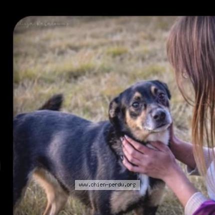 Photo 1/1 maya Chien perdu à Calais