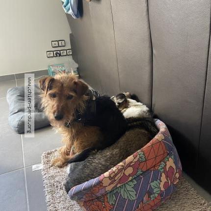 Photo 1/1 Chien retrouvé Perdu à Fleury merogis