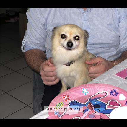 Photo 1/1 Tchikitin Chien perdu à Muret