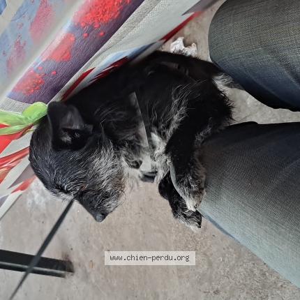 Photo 1/1 Chien retrouvé Perdu à Begles
