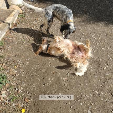 Photo 1/1 Chien retrouvé Perdu à Saint paul