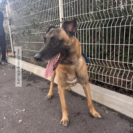 Photo 1/1 Chien trouvé Trouvé à Perpignan