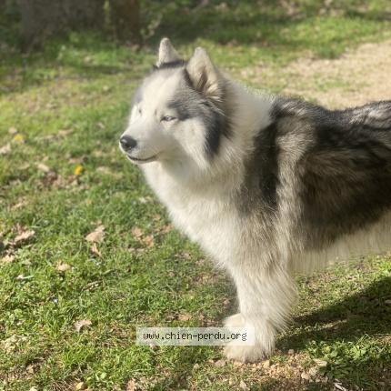 Photo de chien perdu à Saint Laurent La Vernede