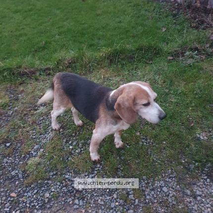 Photo de chien trouvé à Pace