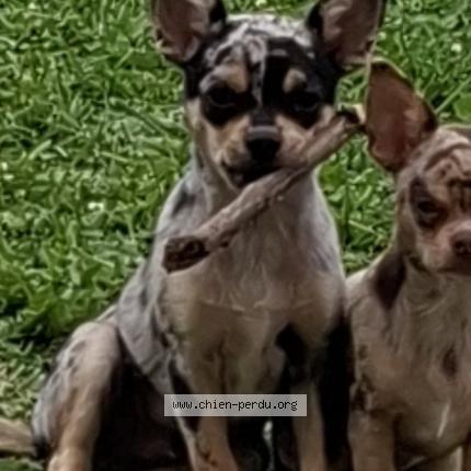 Photo de chien perdu à Villerupt