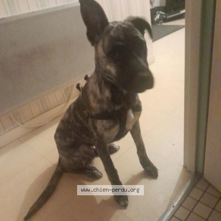 Photo 1/1 Arkana Chien perdu à Mouilleron en pareds