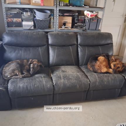 Photo 1/1 Paris Chien perdu à Montagnieu