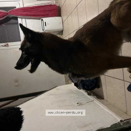 Photo 1/1 Chien trouvé Trouvé à Haulchin