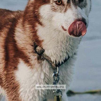 Photo 1/1 Laïka Chien perdu à Brest