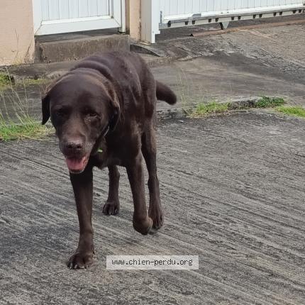 Photo 1/1 Chien retrouvé Perdu à Trois Rivieres Sainte Luce