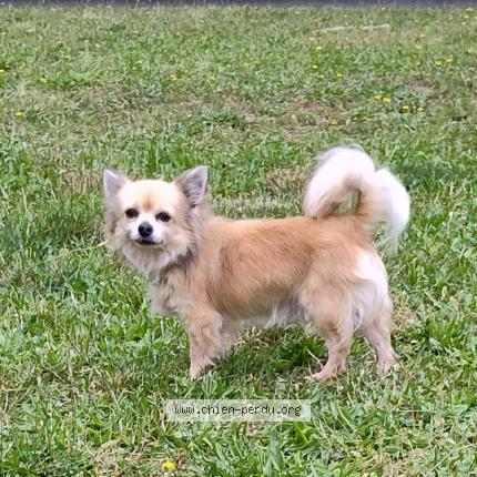 Photo 1/1 Tchikitin Chien perdu à Muret