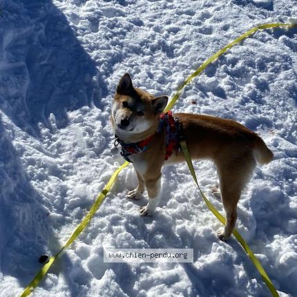 Photo 1/1 Umi Chien perdu à Firminy