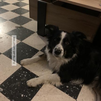 Photo 1/1 Chien retrouvé Trouvé à Usclas D Herault