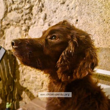Photo de chien perdu à Monclar Sur Losse