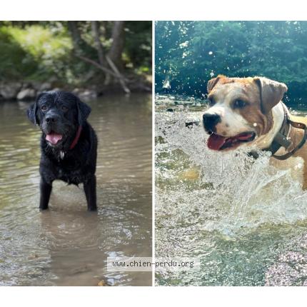 Photo 1/1 Chien retrouvé Perdu à Puybegon