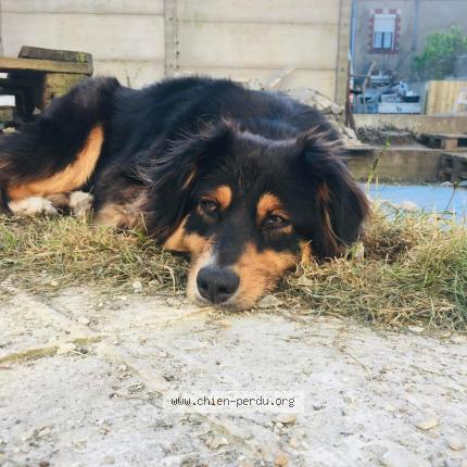 Photo 1/1 Olah Chien perdu à Trignac