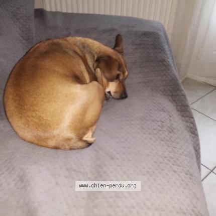 Photo 1/1 Chien retrouvé Perdu à Senlis