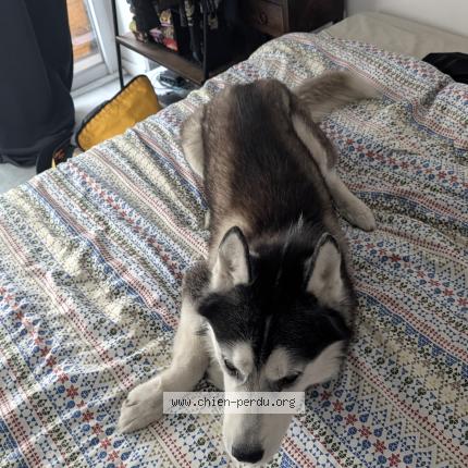 Photo 1/1 Chien retrouvé Perdu à Etampes