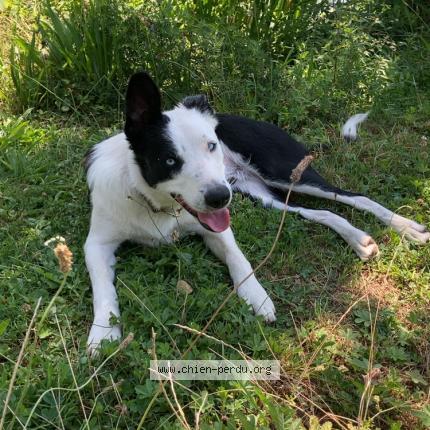 Photo de chien perdu à Renansart