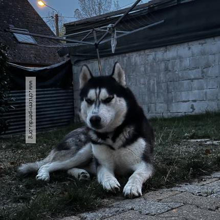 Photo de chien perdu à Hautmont