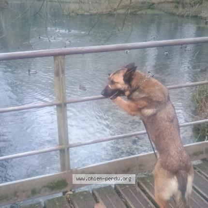 Photo 1/1 Taya Chien perdu à Arras