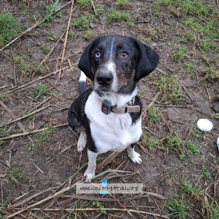 Photo 1/1 Bailey Chien perdu à Gardanne