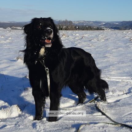 Photo de chien perdu à Reugney