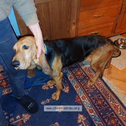 Photo 1/1 Chien retrouvé Perdu à Eteaux