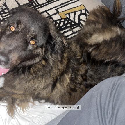 Photo 1/1 Chien trouvé Trouvé à Reze