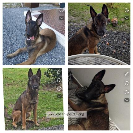 Photo 1/1 Maya Chien perdu à St medard en jalles