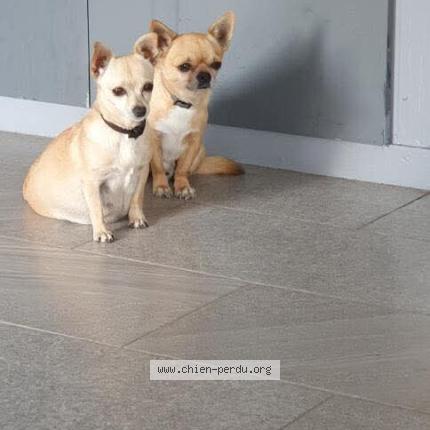 Photo 1/1 Ula Chien perdu à Mauguio