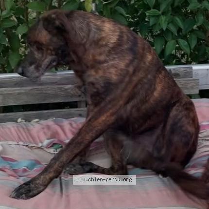 Photo 1/1 Mao Chien perdu à St nicolas de la grave