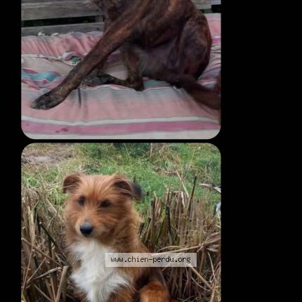 Photo 1/1 Chien retrouvé Perdu à St nicolas de la grave