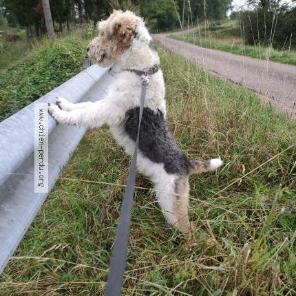Photo 1/1 Sacco Chien perdu à Moroges