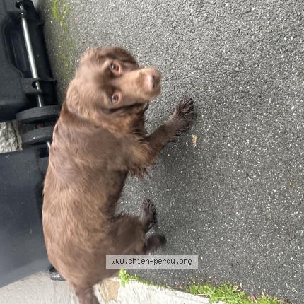 Photo 1/1 Chien retrouvé Trouvé à Saint pryve saint mesmin