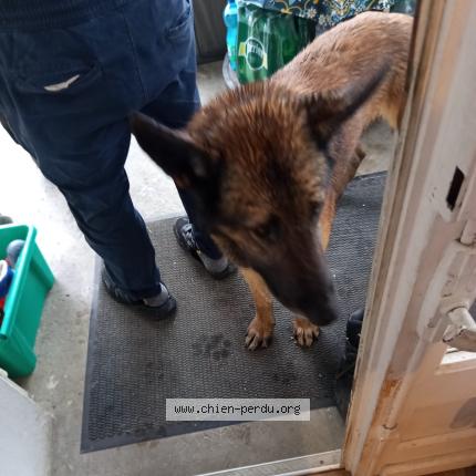 Photo 1/1 Chien retrouvé Trouvé à Lafitte vigordane