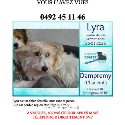 Photo 1/1 Chien retrouvé Perdu à Dampremy