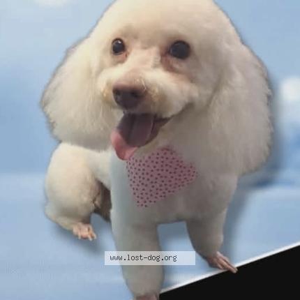 Photo 1/1 Maka Chien perdu à Houston