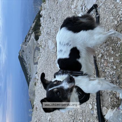 Photo 1/1 Noucky Chien perdu à Carpentras