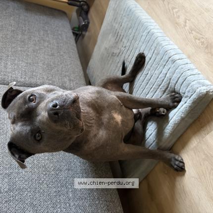 Photo 1/1 Chien retrouvé Perdu à Ingersheim