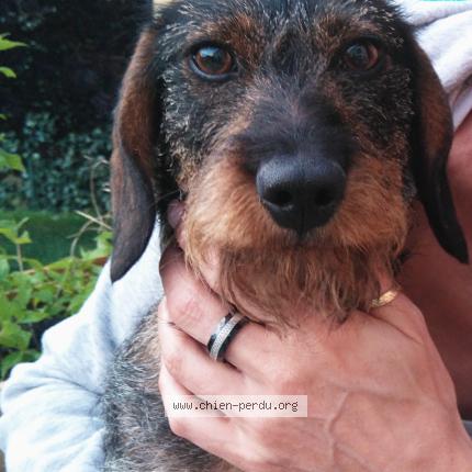 Photo 1/1 Chien retrouvé Perdu à Nozay 44170