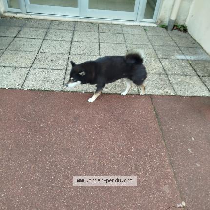 Photo 1/1 Chien retrouvé Trouvé à Les Pavillons Sous Bois