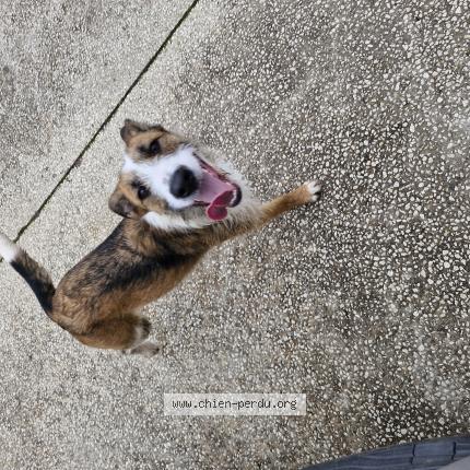 Photo de chien trouvé à Espinasse Vozelle